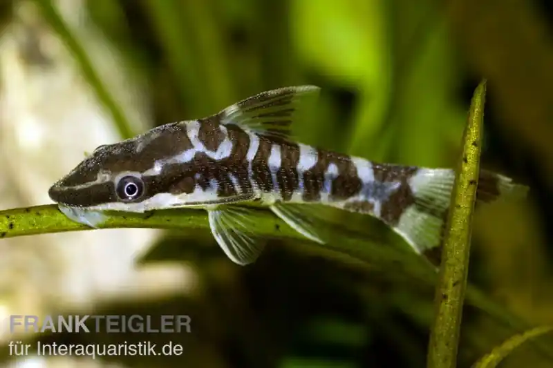 Expressversand Zebra-Otocinclus, Otocinclus cocama