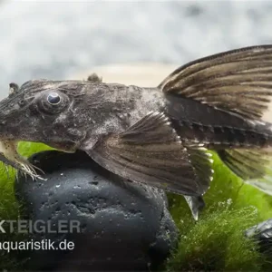 Maulbrütender Harnischwels, Loricaria simillima, 7-8 cm Expressversand