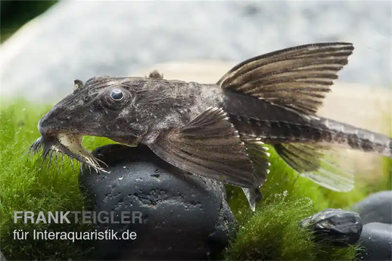 Maulbrütender Harnischwels, Loricaria simillima, 7-8 cm Expressversand