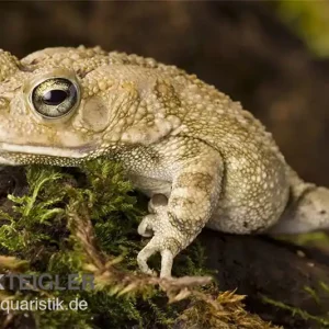 Pantherkröte, Bufo regularis Neu Im Sortiment