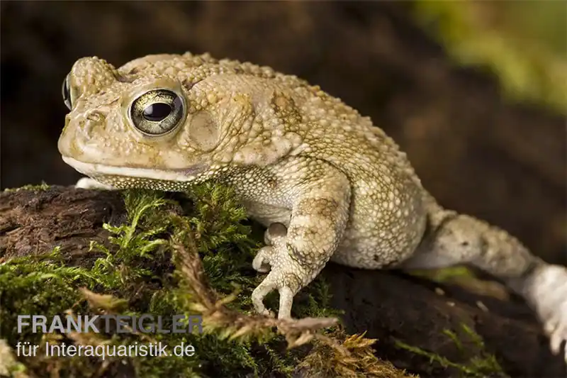 Pantherkröte, Bufo regularis Neu Im Sortiment