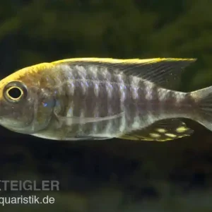Zertifiziert Schwefelkopf-Aulonocara, Aulonocara maylandi, DNZ