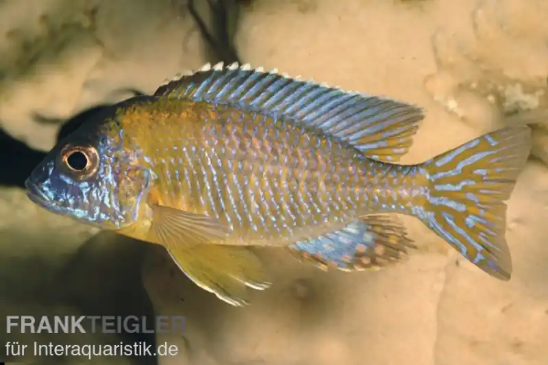 Billig Aulonocara stuartgranti "Usisya", 6-9 cm DNZ
