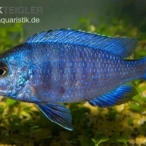 Weißlippen-Phenochilus, Placidochromis phenochilus mdoka, DNZ Top-Preis