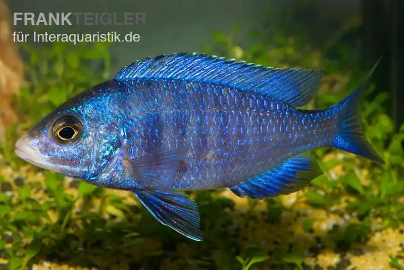 Weißlippen-Phenochilus, Placidochromis phenochilus mdoka, DNZ Top-Preis