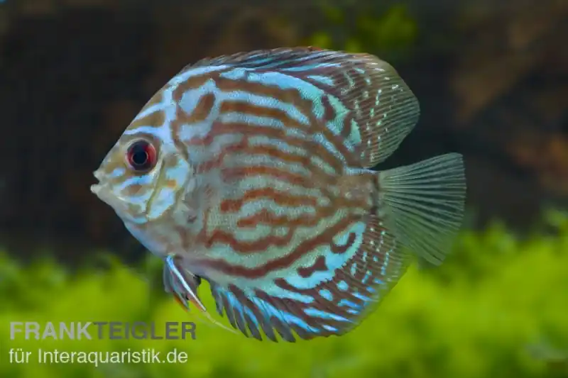 Zertifiziert Diskusfisch, Symphysodon discus Rot-Türkis
