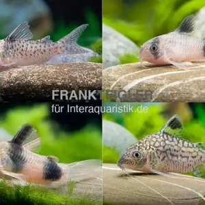 10x Panzerwels im Mix, Corydoras sp. Sonderaktion