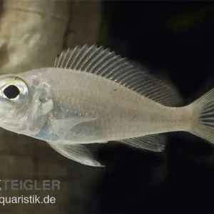 Großaugen-Sandcichlide, Callochromis macrops NDOLE RED, DNZ Top-Preis