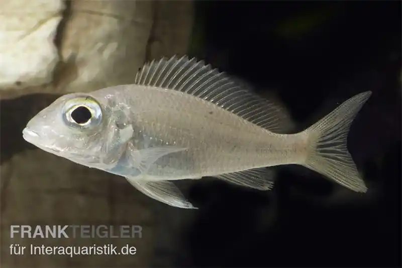 Großaugen-Sandcichlide, Callochromis macrops NDOLE RED, DNZ Top-Preis