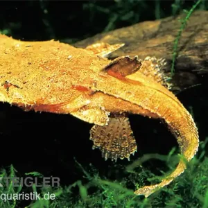 Großmaulwels, Chaca chaca, 12-20 cm Markenprodukt