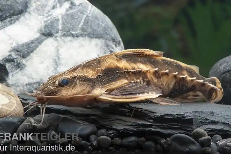Rabatt Schneckendornwels, Megalodoras irwini (Megalodoras uranoscopus)