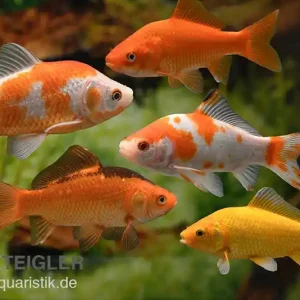 5x Goldfisch im Mix, Carassius auratus (Kaltwasser) Highlight