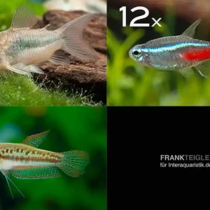 Zierfisch-Sortiment Einsteiger für 80 cm Top-Angebot