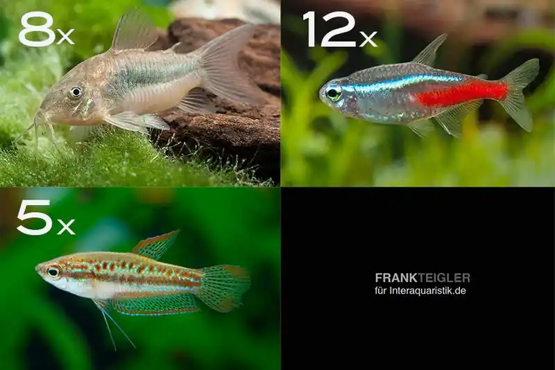 Zierfisch-Sortiment Einsteiger für 80 cm Top-Angebot