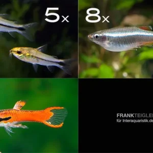 Zierfisch-Sortiment Hartwasser für 60 cm Mega-Angebot
