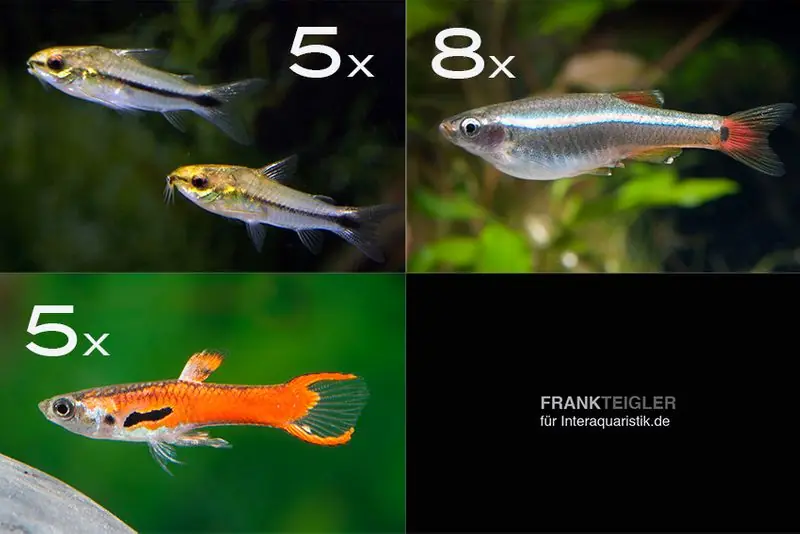 Zierfisch-Sortiment Hartwasser für 60 cm Mega-Angebot