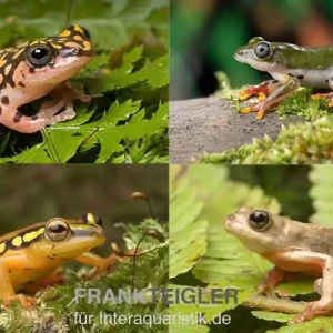 Neue Kollektion Riedfrosch Mix, 5 Stück, Hyperolius sp.