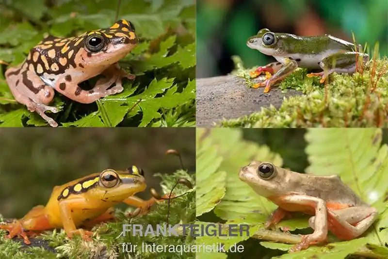 Neue Kollektion Riedfrosch Mix, 5 Stück, Hyperolius sp.
