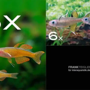 Zierfisch-Sortiment Regenbogenfische für 60 cm Schnäppchen