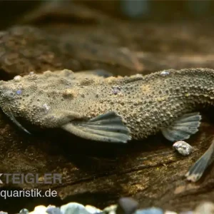 Rio Negro Bratpfannenwels, Amaralia hypsiura (Rarität!) Highlight