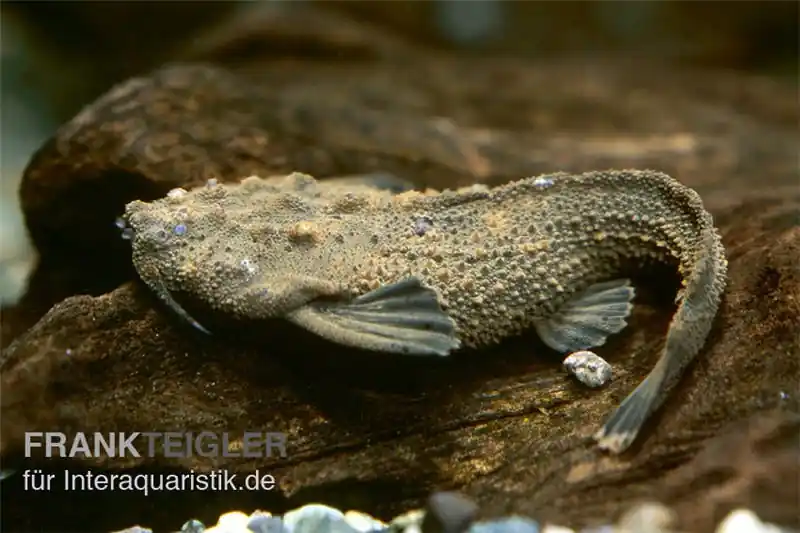 Rio Negro Bratpfannenwels, Amaralia hypsiura (Rarität!) Highlight