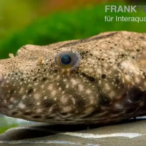 Neu Mekong-Kofferkugelfisch, Tetraodon suvattii, 13-15 cm