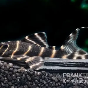 Ringelsocken-Harnischwels, L204, Panaqolus albivermis "Flash Pleco" 4-5 cm Knallerangebot