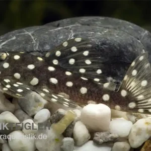 Schneeball-Prachtharnischwels, L142 (LDA 33), Baryancistrus spec. Snowflake Schneller Versand