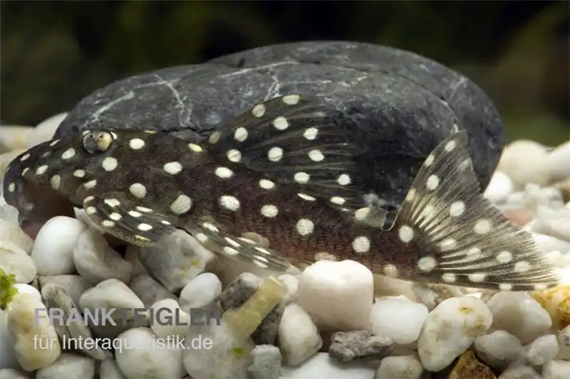 Schneeball-Prachtharnischwels, L142 (LDA 33), Baryancistrus spec. Snowflake Schneller Versand