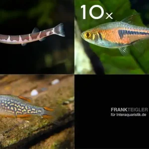 Zierfisch-Sortiment Asien für 80 cm Finale Aktion