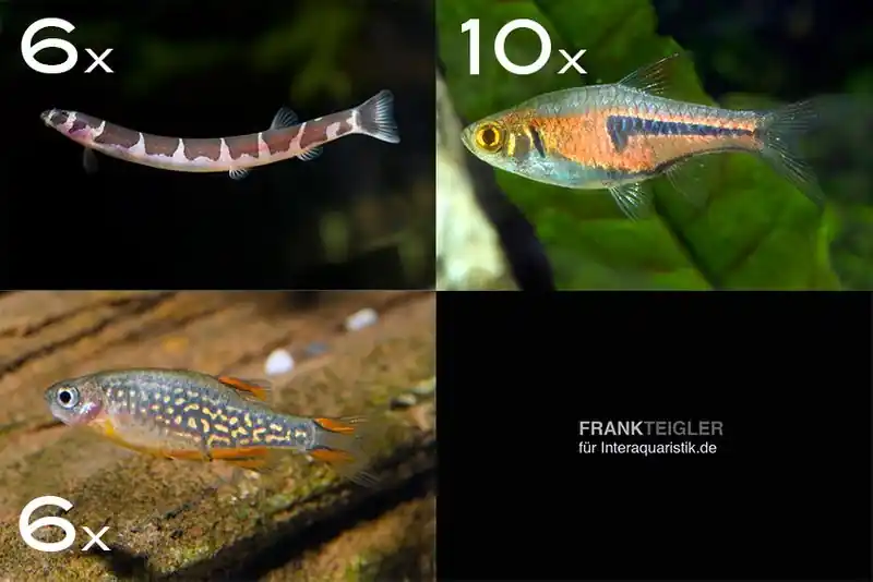 Zierfisch-Sortiment Asien für 80 cm Finale Aktion