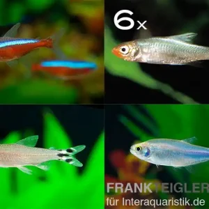 Zierfisch-Sortiment Salmler rot/blau ab 100 cm Aktuell