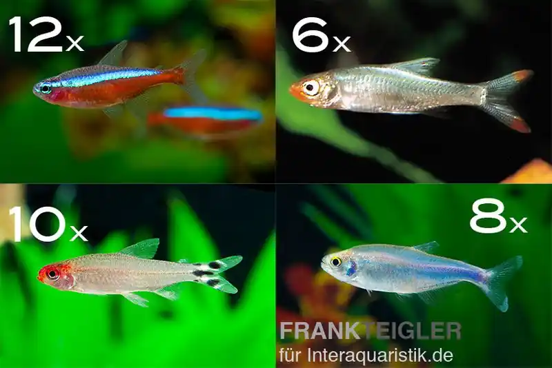 Zierfisch-Sortiment Salmler rot/blau ab 100 cm Aktuell