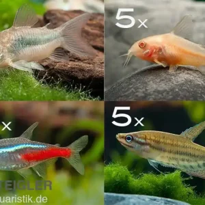 Zierfisch-Sortiment Einsteiger für 100 cm Geprüft