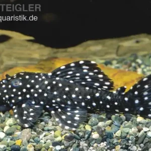Must-Have Milchstraßen-Rüsselzahnwels, Leporacanthicus galaxias L007/L29/L240 6-8 cm