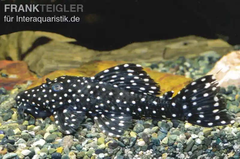 Must-Have Milchstraßen-Rüsselzahnwels, Leporacanthicus galaxias L007/L29/L240 6-8 cm