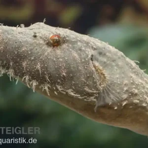 Sonderangebot Fetzenkugelfisch, Tetraodon baileyi (Rarität)