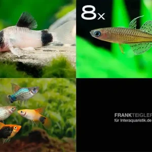 Zierfisch-Sortiment Hartwasser für 80 cm Nur Für Kurze Zeit