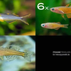 Zierfisch-Sortiment Regenbogenfische für 80 cm Echt