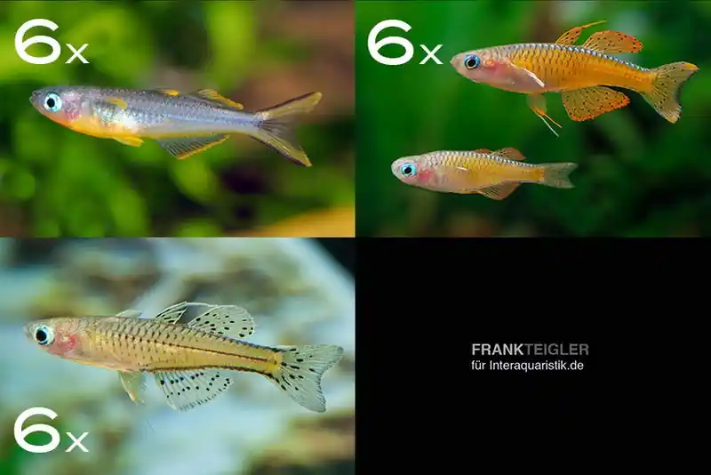 Zierfisch-Sortiment Regenbogenfische für 80 cm Echt