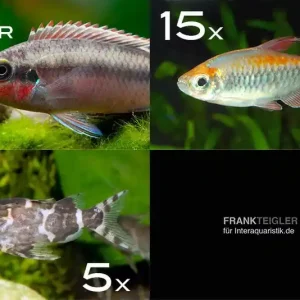 Zierfisch-Sortiment Afrika ab 120 cm Preisreduziert