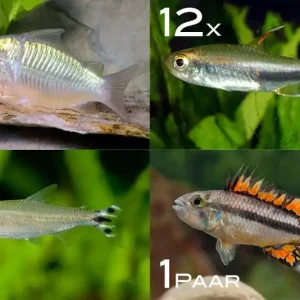 Zierfisch-Sortiment Amazonas für 100 cm Direkt Vom Hersteller