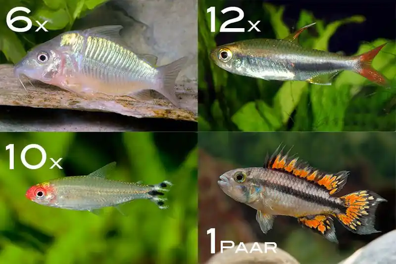 Zierfisch-Sortiment Amazonas für 100 cm Direkt Vom Hersteller
