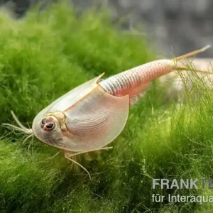 Zertifiziert Triops longicaudatus, Pure Eier, 50 Eier