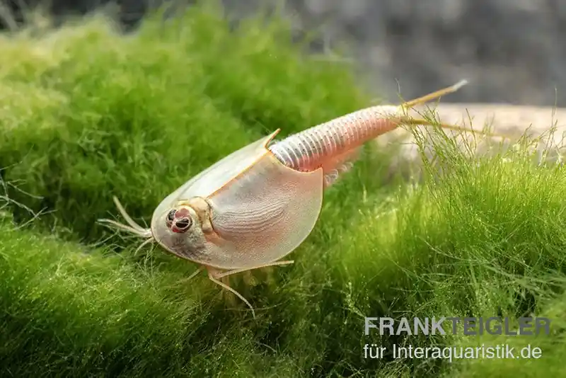 Zertifiziert Triops longicaudatus, Pure Eier, 50 Eier
