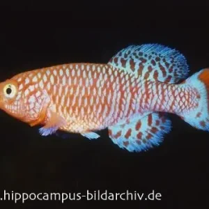 Ausverkauf Killifisch Torfansatz Nothobranchius rachovii, 30 Eier