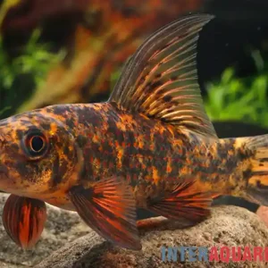 Harlekin-Fransenlipper, Labeo cyclorhynchus/variegatus Sonderangebot