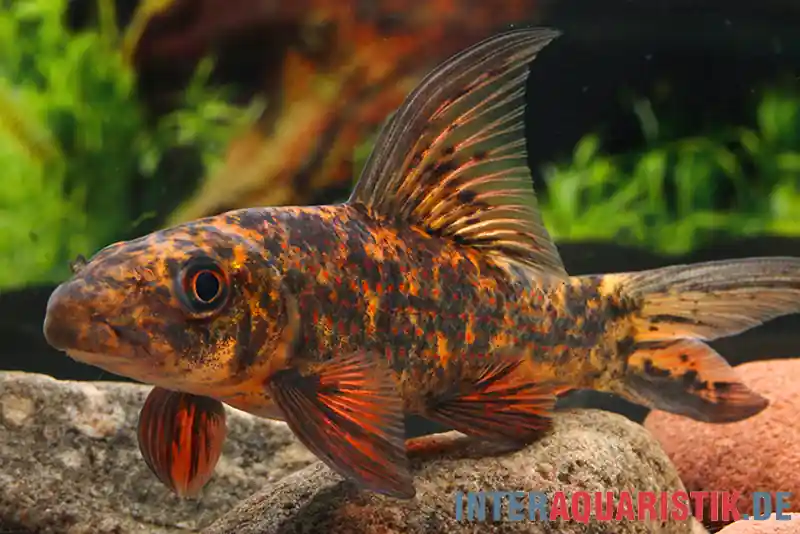 Harlekin-Fransenlipper, Labeo cyclorhynchus/variegatus Sonderangebot
