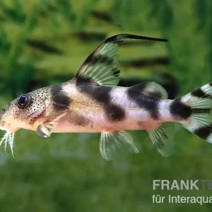 Pracht-Fiederbartwels, Synodontis decorus, 6-8 cm Finale Aktion