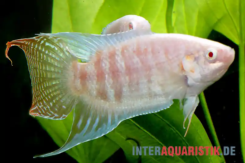 Paradiesfisch albino, Macropodus opercularis Mega-Angebot